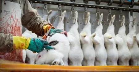 Igualdad Animal vuelve a señalar a las marcas de moda