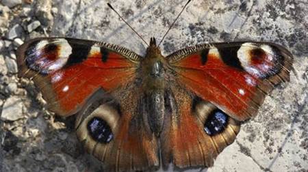Las mariposas sufren más en las latitudes altas
