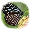 Las mariposas sufren más en las latitudes altas