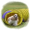 España celebrará su primer Campeonato de 'agility'