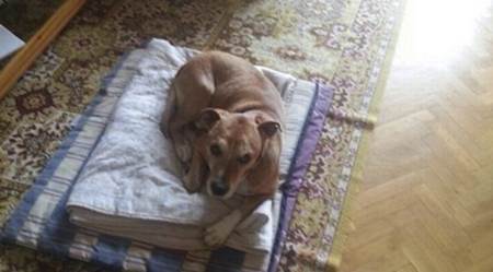 Matar perros #MarcaEspaña