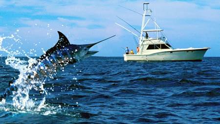 La UE abandona al pez espada a su suerte