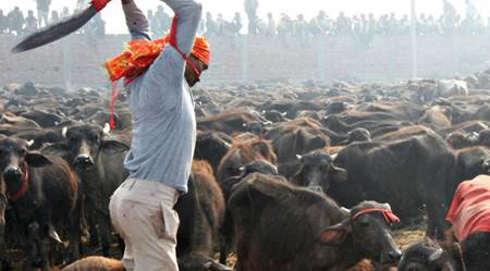 El Gadhimai es una barbarie