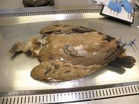 Medicalizar el medioambiente tiene un coste