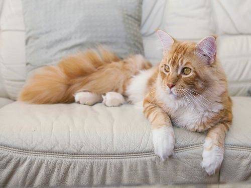Los gatos no estan domesticados
