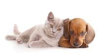 Los gatos no estan domesticados