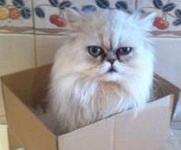El mejor amigo de la mujer, el gato