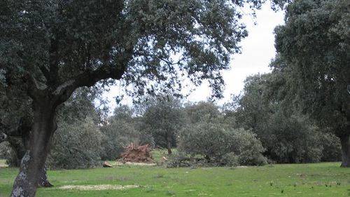 El Gobierno aprueba la Reforma de la Ley de Montes