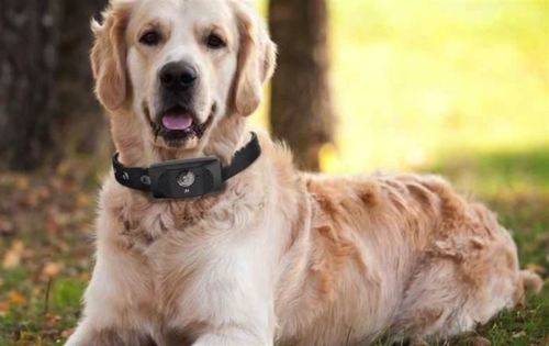 Lo último: perros con 'smartphone'