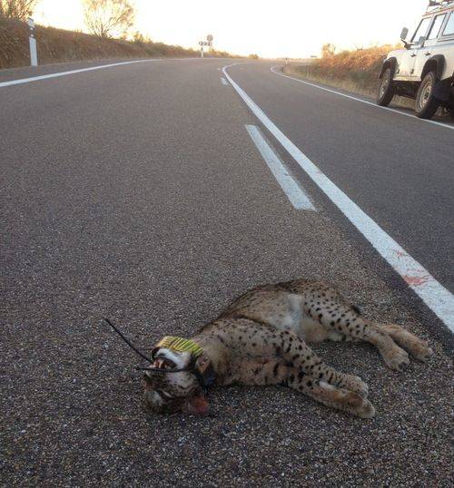 Año negro para la reintroducción del lince