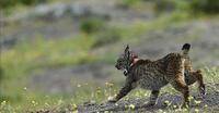 Año negro para la reintroducción del lince