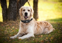 Motorota inventa un smartphone para perros
