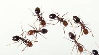 Las hormigas que domestican hongos