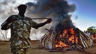 Kenia manda una señal contra el tráfico de marfil