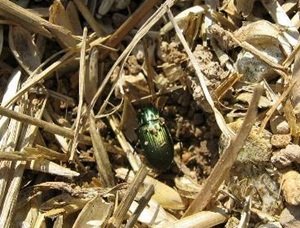 ¿Adios a los pesticidas ? ¿Hola escarabajos ?