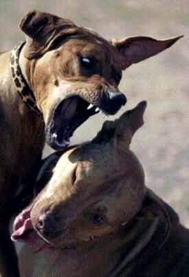 El maltrato animal al alza en 2011