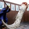 ¿Cómo frenar el comercio ilegal de colmillos de elefante?
