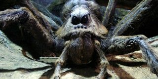 Delena cancerides , una araña coloquial y sociable