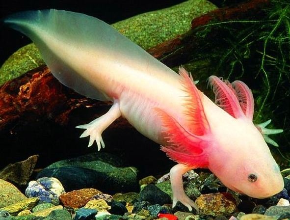 Curiosidades de la naturaleza: el Ajolote