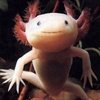 Curiosidades de la naturaleza: el Ajolote