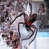 Delena cancerides , una araña coloquial y sociable