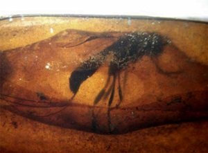 Insectos de 23 millones de años de antigüedad