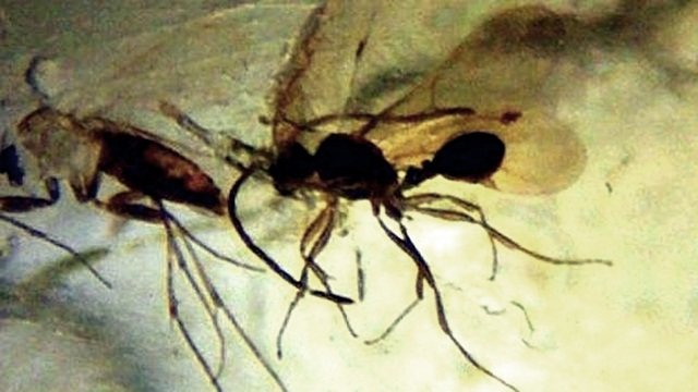 Insectos de 23 millones de años de antigüedad