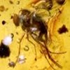 Insectos de 23 millones de años de antigüedad