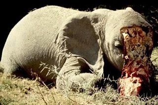 ¿Cómo frenar el comercio ilegal de colmillos de elefante?