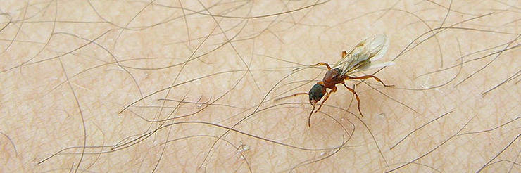 Formicofilia