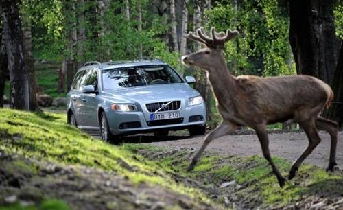 Los atropellos a animales en carretera nos salen muy caros