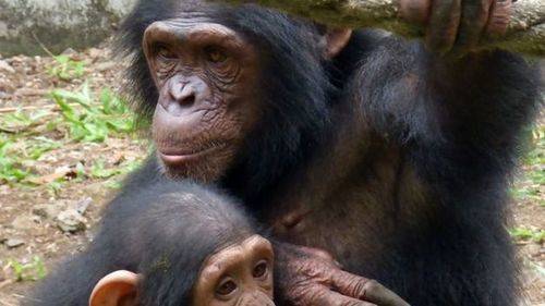 Los Grandes Simios deben ser considerados 'Patrimonio Vivo de la Humanidad'