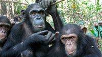 Los Grandes Simios deben ser considerados 'Patrimonio Vivo de la Humanidad'
