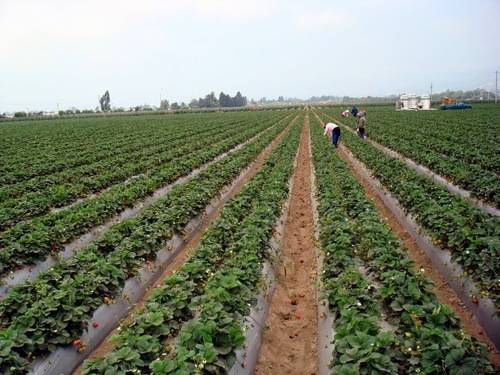 Los agricultores se frotan las manos