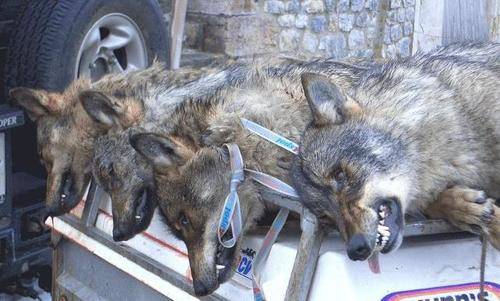 Hay que detener la matanza del lobo ibérico