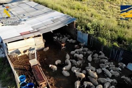 Cae una red de venta ilegal de carne sin control sanitario