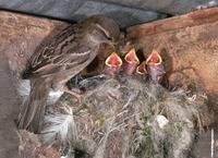 El ave del 2016 es el gorrión común