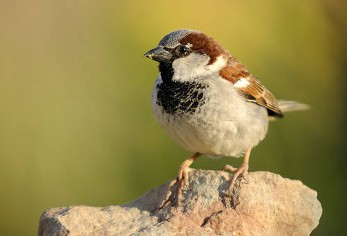 El ave del 2016 es el gorrión común