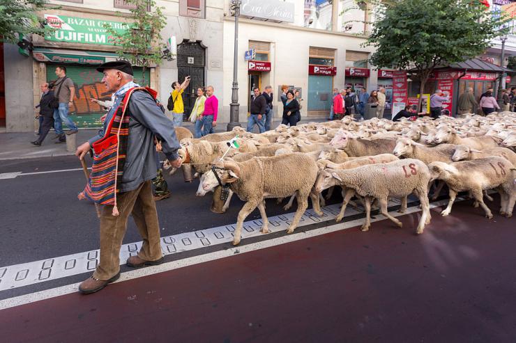 Las ovejas trashumantes volverá a pasar mañana por Madrid