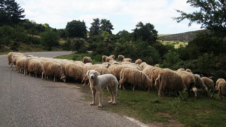 Las ovejas trashumantes volverá a pasar mañana por Madrid