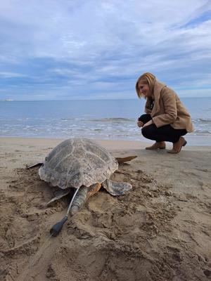 Liberada en Valencia la 777ª tortuga recuperada en L'Oceanogràfic desde 2007