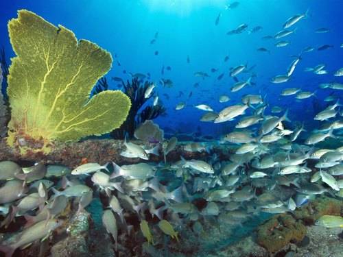 Naciones Unidas busca actualizar la 'Constitución de los Océanos'