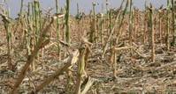 El cambio climático puede matar a más de 500.000 adultos en 2050
