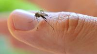 La malaria es mucho más peligrosa que el zika, el ébola y la tuberculosis