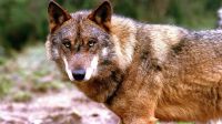 Hay que detener la matanza del lobo ibérico