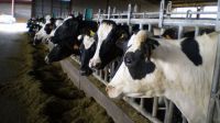 Aprobaremos un real decreto para conocer cómo funcionan los precios de la leche