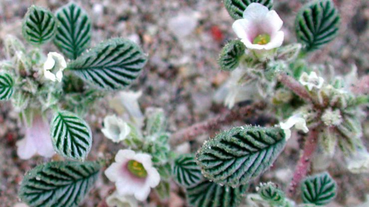 Curiosidades de la naturaleza: las hormibejas