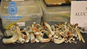 Cultivaba y distribuía setas alucinógenas en El Puerto de Santa María