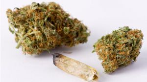 Aumenta el consumo de cannabis en España