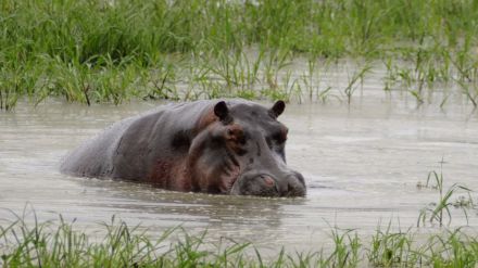 Curiosidades de la Naturaleza : “carne mala”